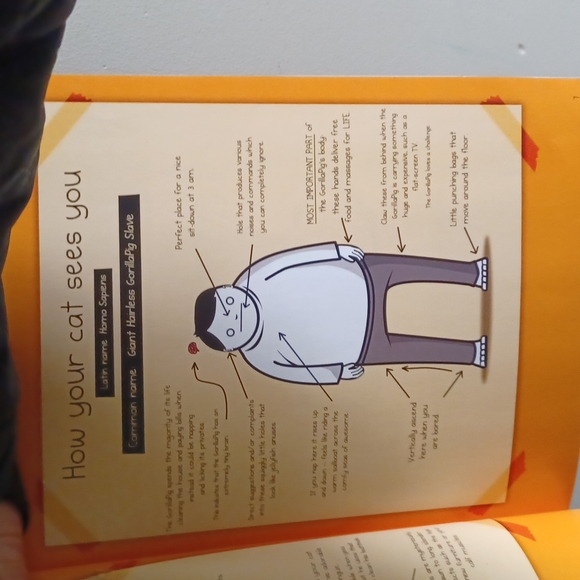 How to tell if your cat is plotting to kill you - Picture 4 of 12